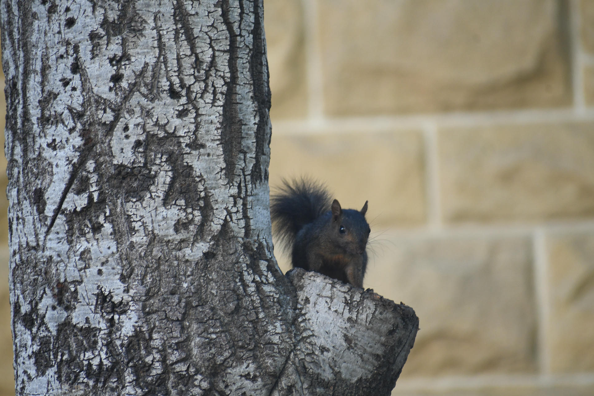A black squirrel is perched on the edge of a tree trunk, its bushy tail raised and ears alert as it looks toward the camera. The background is softly blurred, drawing attention to the squirrel's dark fur and curious expression.