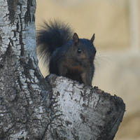 A black squirrel is perched on the edge of a tree trunk, its bushy tail raised and ears alert as it looks toward the camera. The background is softly blurred, drawing attention to the squirrel's dark fur and curious expression.