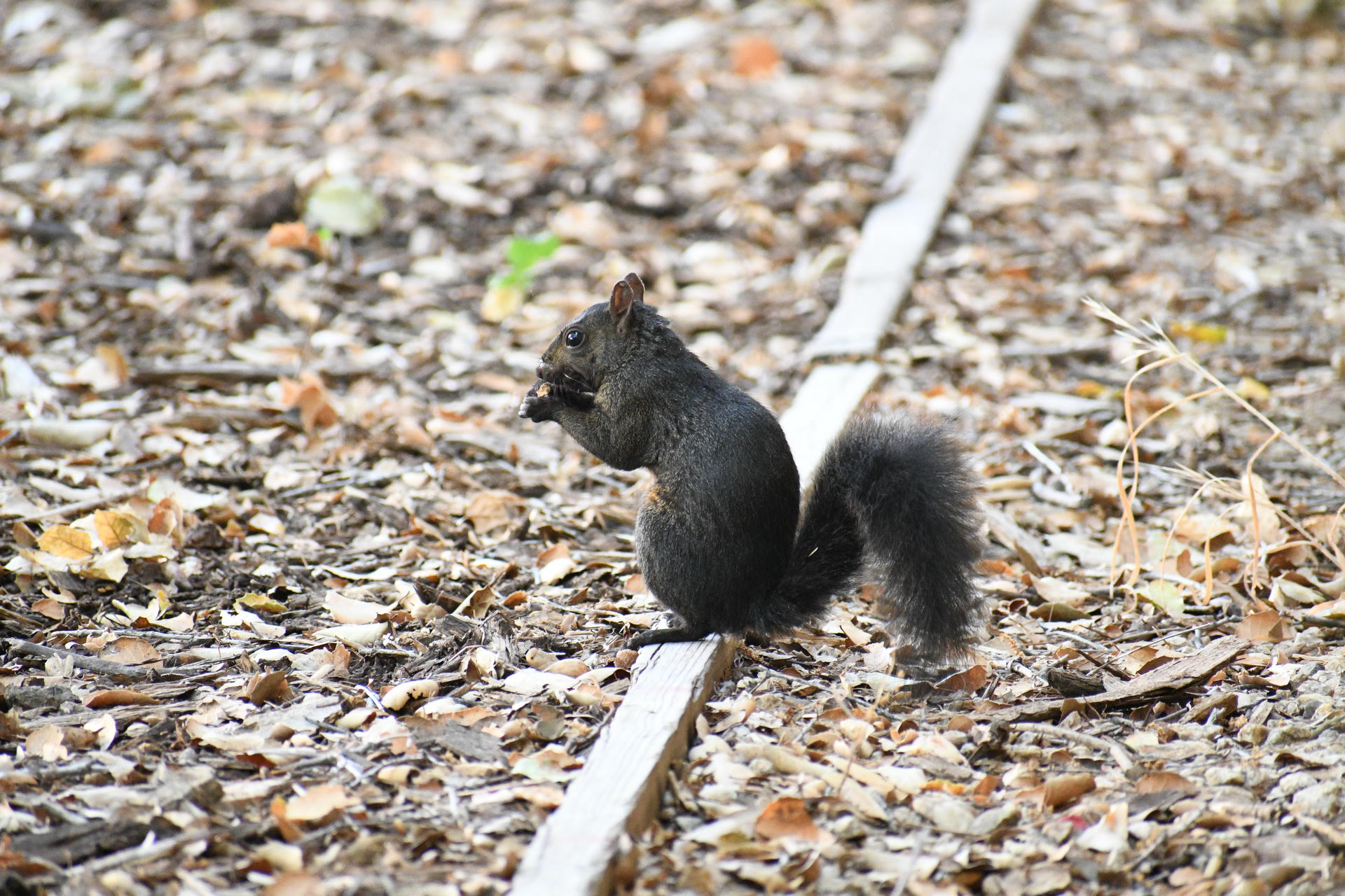 A black squirrel is sitting upright on the ground, holding food in its front paws. The background is covered with dry leaves and a narrow wooden plank.