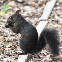 A black squirrel is sitting upright on the ground, holding food in its front paws. The background is covered with dry leaves and a narrow wooden plank.