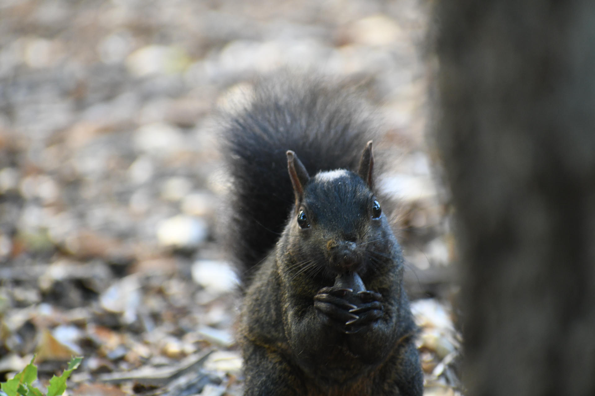 A black squirrel is sitting upright on the ground, holding food in its front paws with its bushy tail visible behind it. The background is softly blurred, highlighting the squirrel as the main focus of the photo.