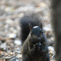 black squirrel eating 3