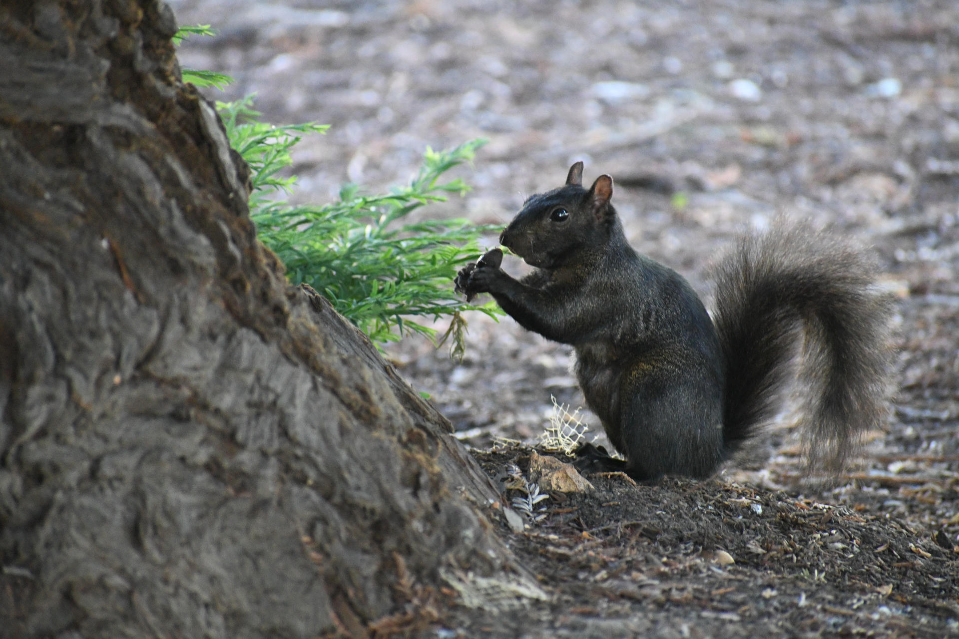 A black squirrel is sitting upright on the ground, holding and nibbling on some greenery with its front paws. Its bushy tail is curled behind it, and the background is a mix of dirt and scattered leaves.