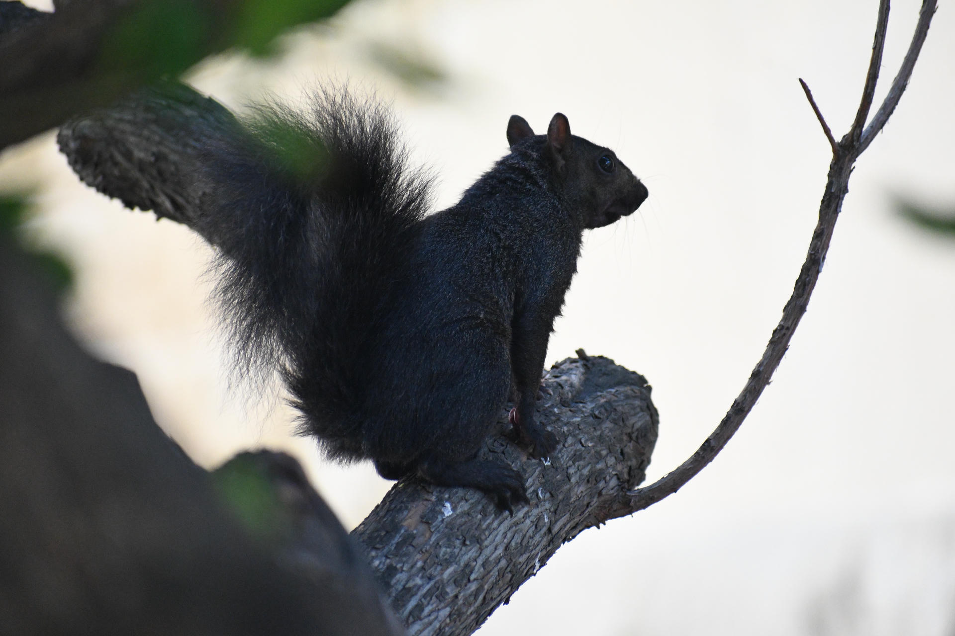 A black squirrel is perched on a tree branch, its bushy tail raised and its body silhouetted against a light background. The squirrel appears alert, looking off into the distance.