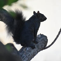A black squirrel is perched on a tree branch, its bushy tail raised and its body silhouetted against a light background. The squirrel appears alert, looking off into the distance.