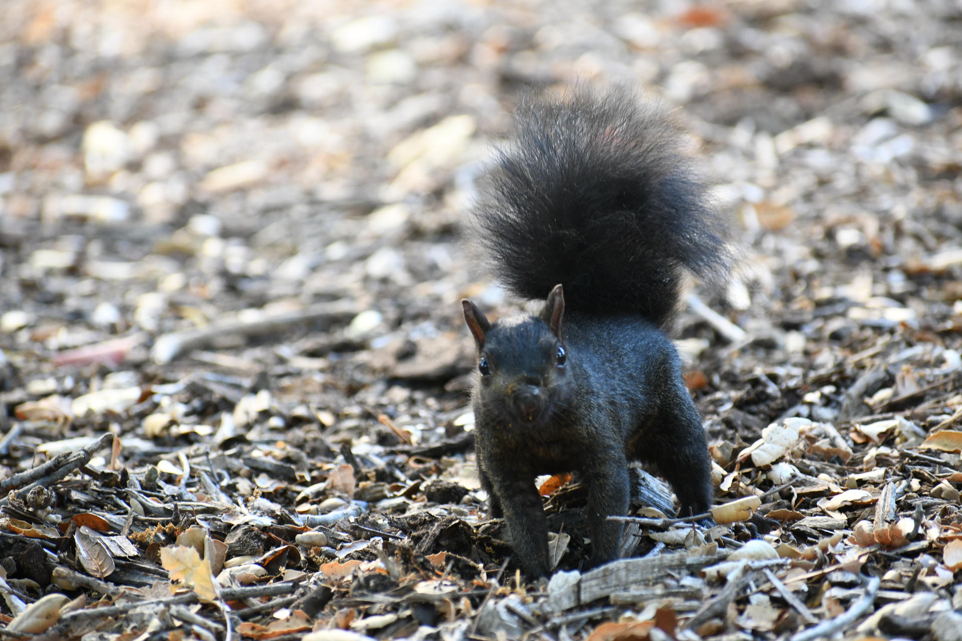 A black squirrel stands alert on a ground covered with dry leaves, holding a nut in its mouth. Its bushy tail is raised high, and its dark fur contrasts with the earthy background.