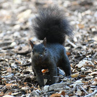 A black squirrel stands alert on a ground covered with dry leaves, holding a nut in its mouth. Its bushy tail is raised high, and its dark fur contrasts with the earthy background.
