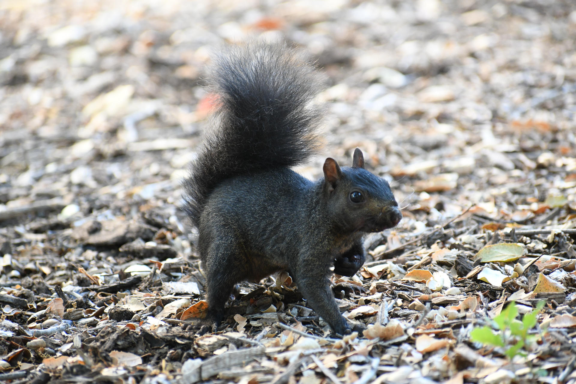A black squirrel stands alert on a ground covered with dry leaves, its bushy tail raised high and its dark fur contrasting with the earthy background. The squirrel appears to be holding something in its front paws.