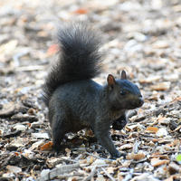 A black squirrel stands alert on a ground covered with dry leaves, its bushy tail raised high and its dark fur contrasting with the earthy background. The squirrel appears to be holding something in its front paws.