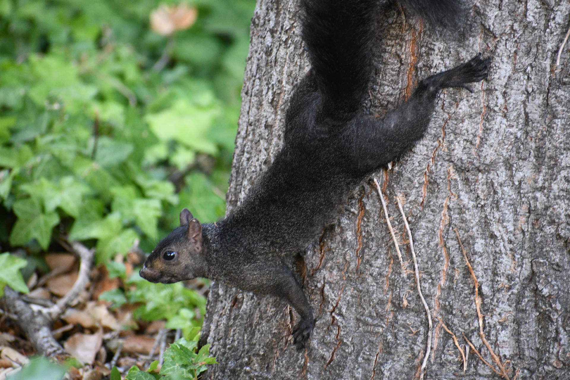 A black squirrel is climbing headfirst down the trunk of a tree, surrounded by green foliage. Its sleek fur contrasts with the rough texture of the bark.