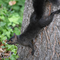 A black squirrel is climbing headfirst down the trunk of a tree, surrounded by green foliage. Its sleek fur contrasts with the rough texture of the bark.