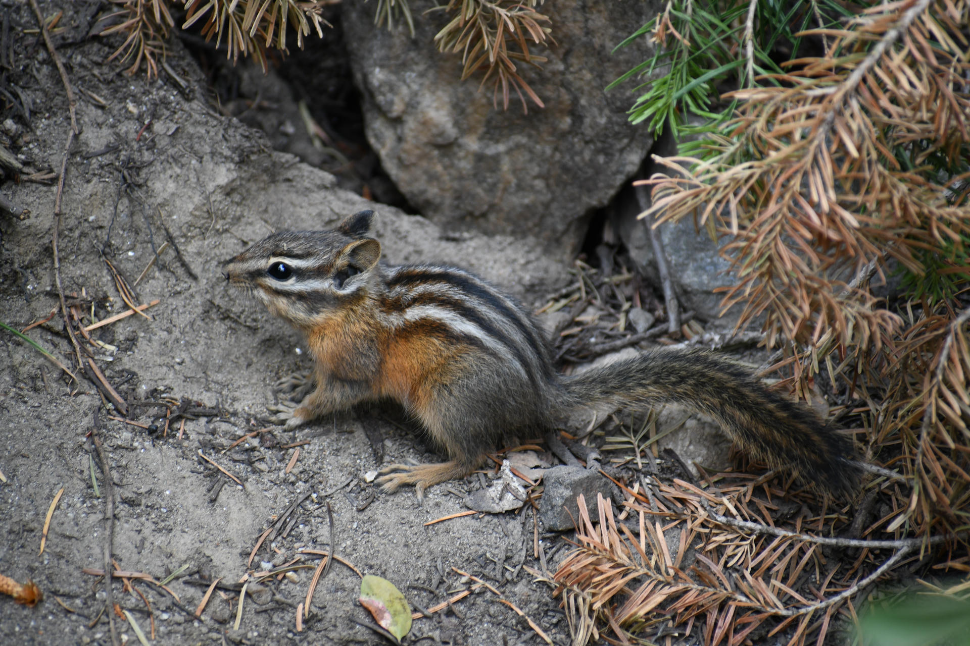 A chipmunk with bold black and white stripes on its back is perched on the ground among dry leaves and rocks. Its bushy tail is stretched out behind it, and green plants are visible nearby.