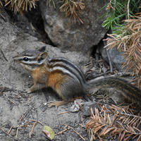 A chipmunk with bold black and white stripes on its back is perched on the ground among dry leaves and rocks. Its bushy tail is stretched out behind it, and green plants are visible nearby.