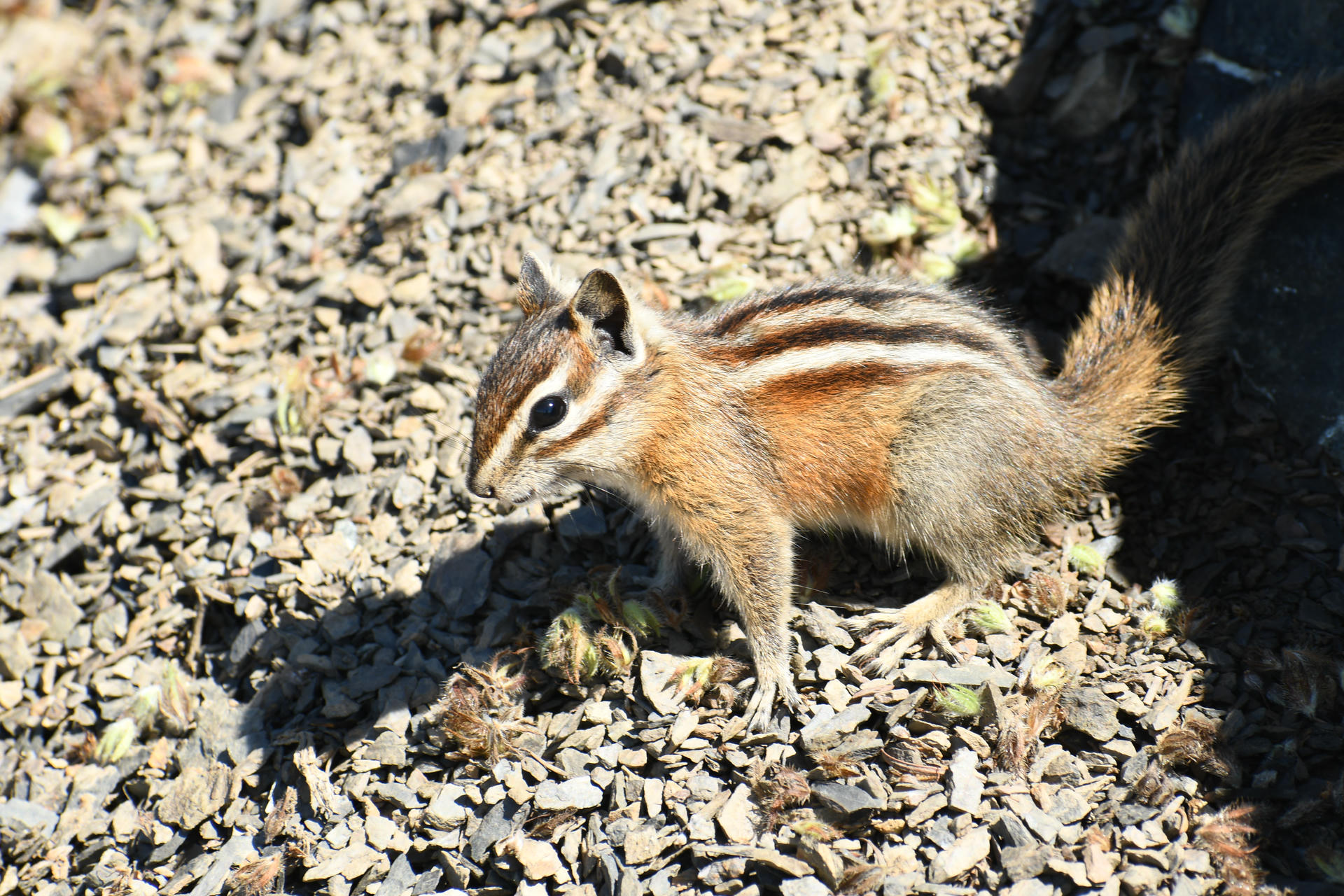 A chipmunk with distinctive white and dark stripes along its back stands alert on a bed of small rocks. Sunlight highlights its fur as it looks off to the side.