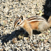 A chipmunk with distinctive white and dark stripes along its back stands alert on a bed of small rocks. Sunlight highlights its fur as it looks off to the side.