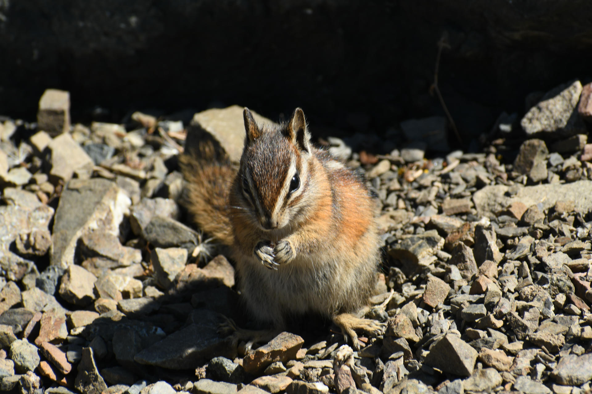 A chipmunk with distinctive stripes on its back sits upright on a bed of small rocks, holding its tiny paws close to its mouth. Sunlight highlights its fur, creating a warm and lively scene.
