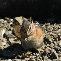 A chipmunk with distinctive stripes on its back sits upright on a bed of small rocks, holding its tiny paws close to its mouth. Sunlight highlights its fur, creating a warm and lively scene.