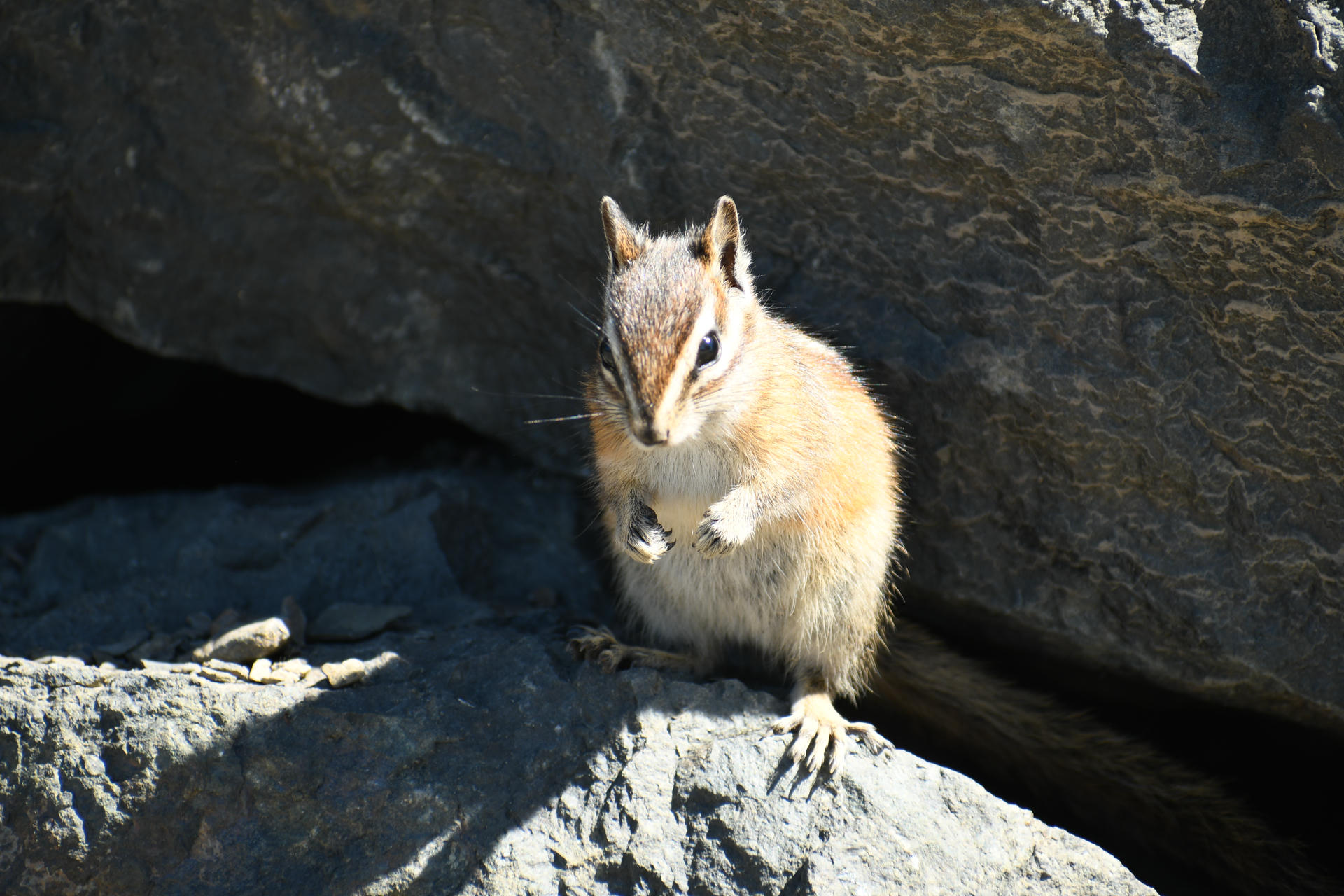 A chipmunk stands upright on a sunlit rock, its small paws held close to its chest and its striped fur clearly visible. The background features large, shadowed rocks, highlighting the chipmunk’s alert posture.