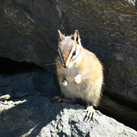 A chipmunk stands upright on a sunlit rock, its small paws held close to its chest and its striped fur clearly visible. The background features large, shadowed rocks, highlighting the chipmunk’s alert posture.