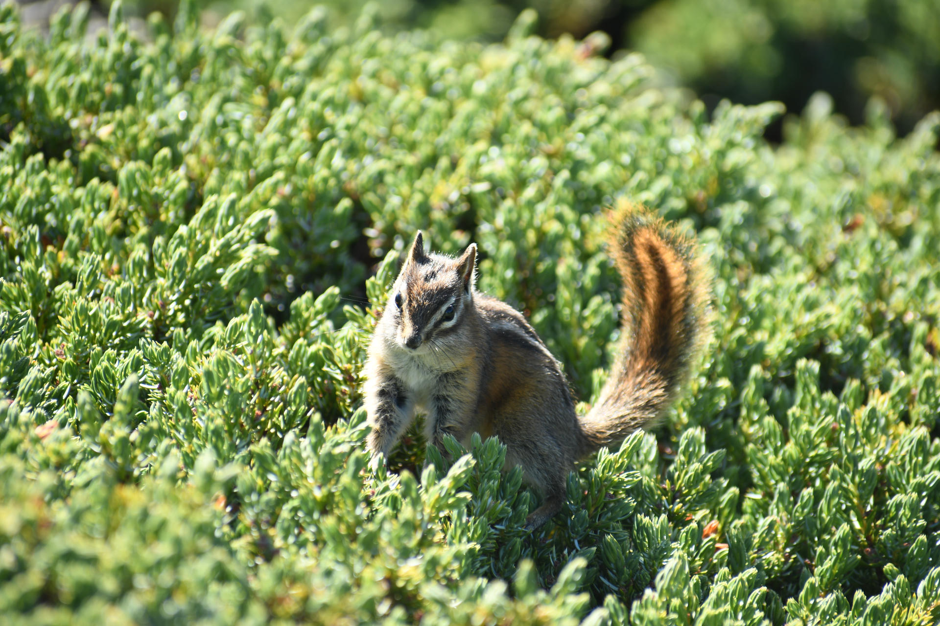 A chipmunk with distinctive stripes on its back stands alert among dense green foliage, its bushy tail raised high. Sunlight highlights the chipmunk’s fur and the vibrant greenery around it.