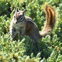 A chipmunk with distinctive stripes on its back stands alert among dense green foliage, its bushy tail raised high. Sunlight highlights the chipmunk’s fur and the vibrant greenery around it.
