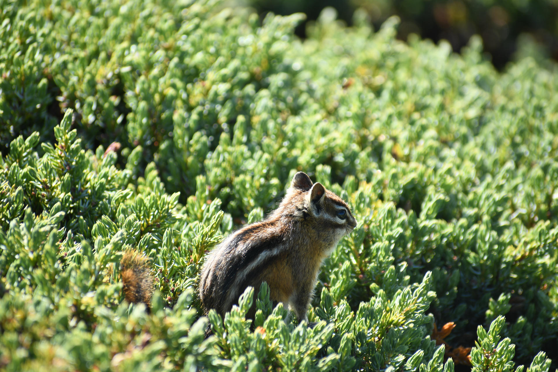 A chipmunk with distinctive dark and light stripes along its back stands alert among dense green foliage. Sunlight highlights its fur as it surveys its surroundings.