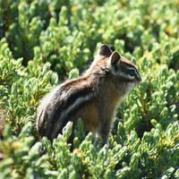 chipmunk on shrub