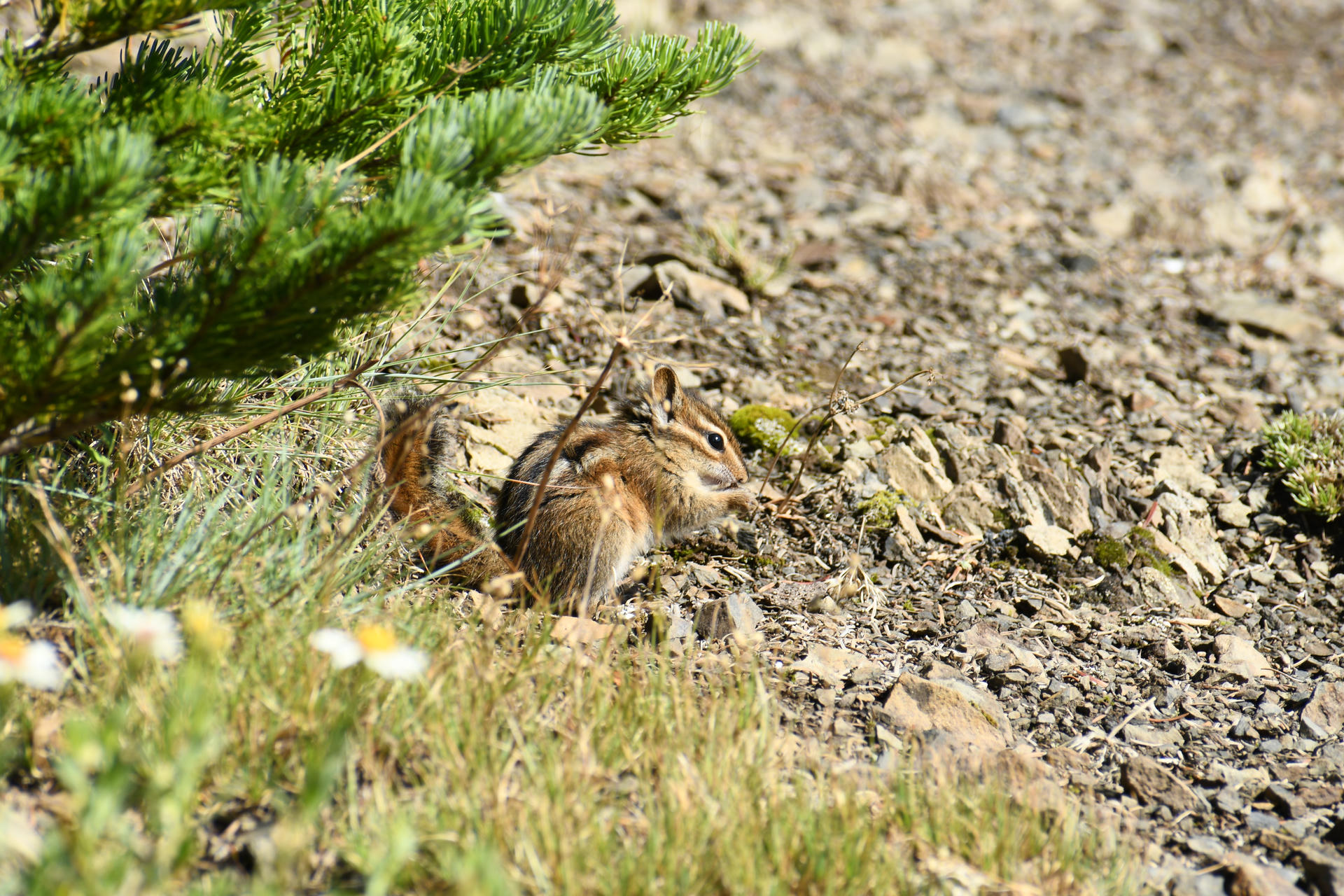 A chipmunk with distinctive stripes on its back sits on the ground among dry grass and rocks. The sunlight highlights its fur as it appears alert and attentive to its surroundings.