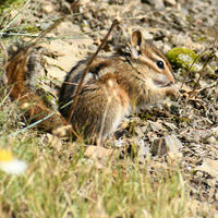 A chipmunk with distinctive stripes on its back sits on the ground among dry grass and rocks. The sunlight highlights its fur as it appears alert and attentive to its surroundings.