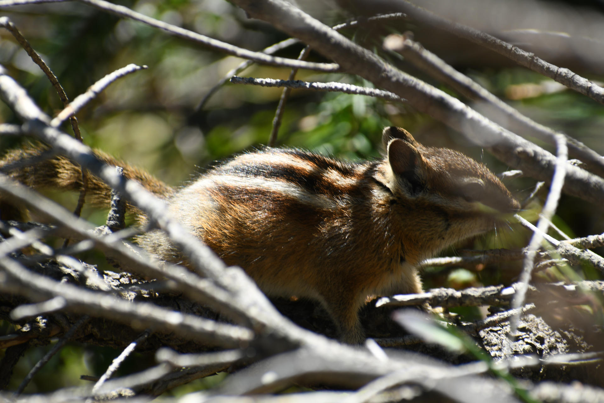 A chipmunk with distinctive dark and light stripes on its back is seen among a tangle of branches and leaves. Sunlight filters through, highlighting the chipmunk’s fur as it moves through its natural habitat.