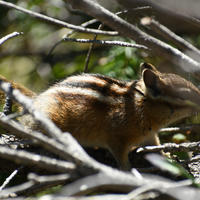 A chipmunk with distinctive dark and light stripes on its back is seen among a tangle of branches and leaves. Sunlight filters through, highlighting the chipmunk’s fur as it moves through its natural habitat.
