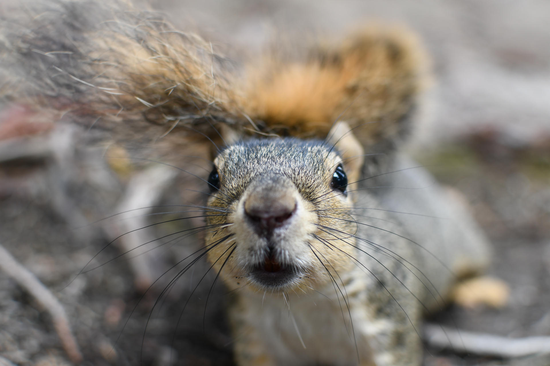A fox squirrel is captured in a close-up shot, looking directly at the camera with its bushy tail curled over its back. The background is softly blurred, drawing attention to the squirrel’s expressive face and whiskers.