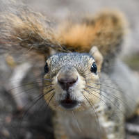 fox squirrel closeup