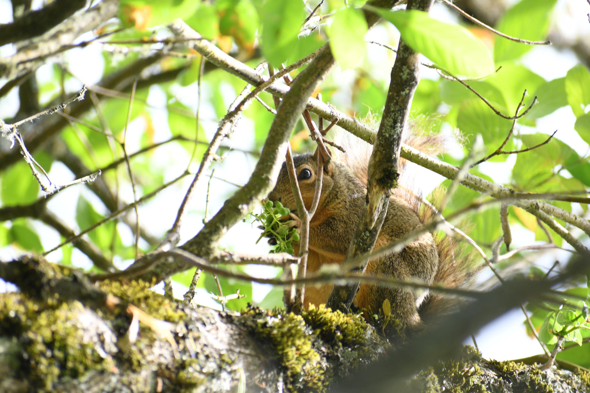 A fox squirrel is perched on a mossy tree branch, partially hidden among green leaves and twigs. Sunlight filters through the foliage, highlighting its reddish-brown fur.