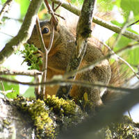 A fox squirrel is perched on a mossy tree branch, partially hidden among green leaves and twigs. Sunlight filters through the foliage, highlighting its reddish-brown fur.