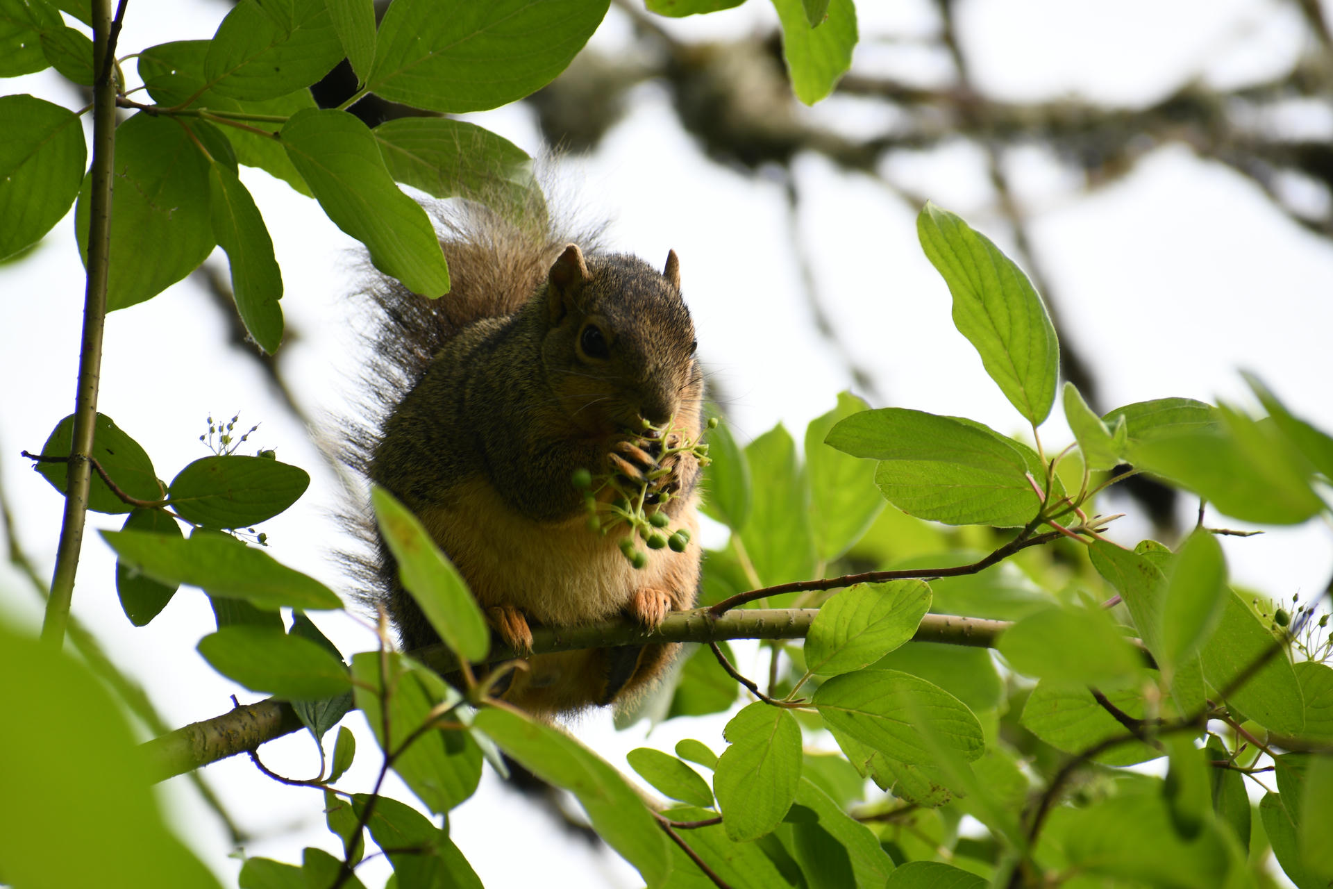 A fox squirrel sits on a tree branch surrounded by green leaves, holding and nibbling on a cluster of small green berries. Its bushy tail is visible behind it, and sunlight filters through the foliage.