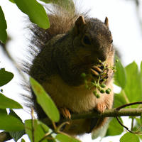 A fox squirrel sits on a tree branch surrounded by green leaves, holding and nibbling on a cluster of small green berries. Its bushy tail is visible behind it, and sunlight filters through the foliage.