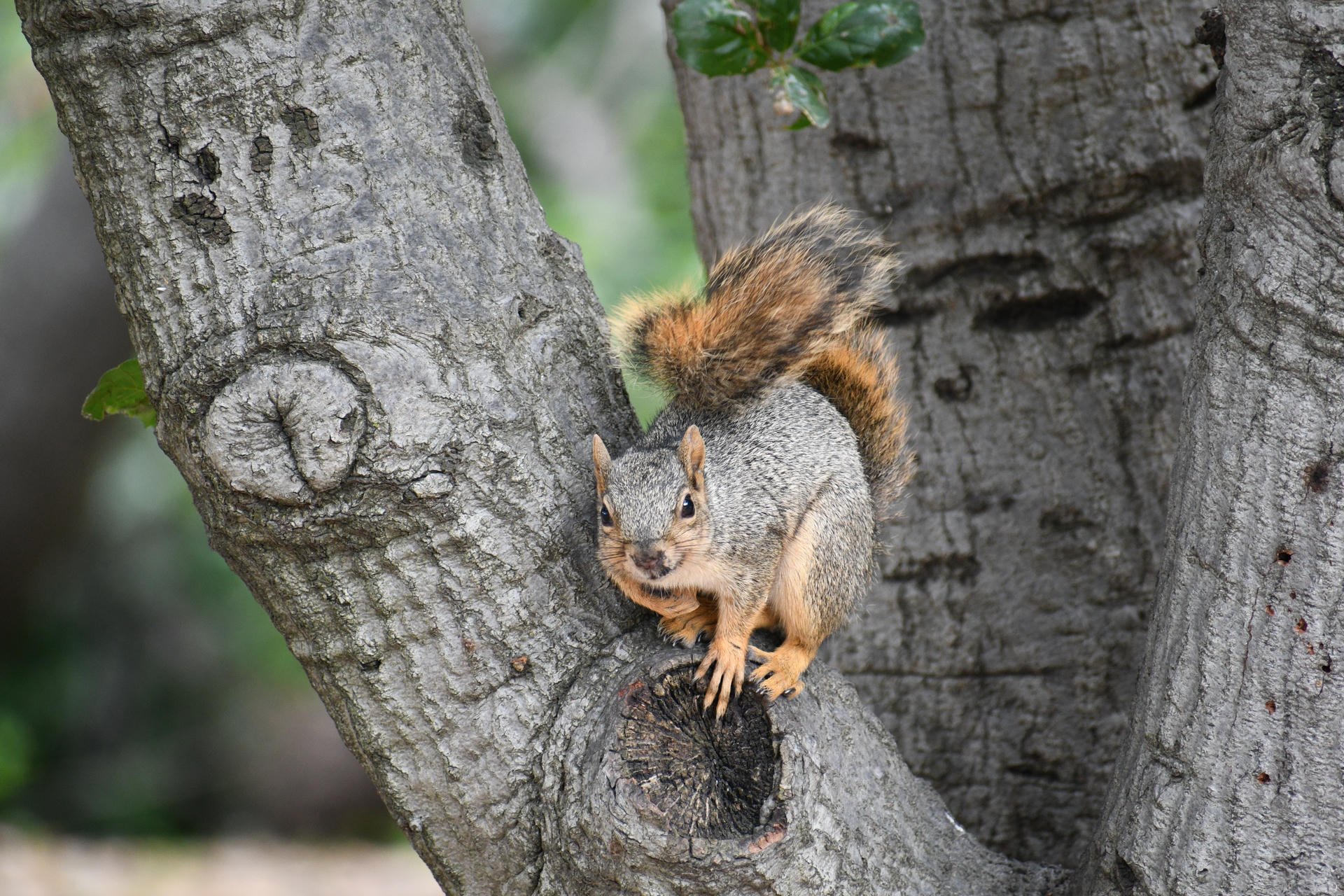 A fox squirrel with a bushy tail and orange-brown fur sits alertly on the trunk of a tree, looking directly at the camera. Its paws grip the bark as it appears ready to move.