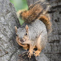 A fox squirrel with a bushy tail and orange-brown fur sits alertly on the trunk of a tree, looking directly at the camera. Its paws grip the bark as it appears ready to move.