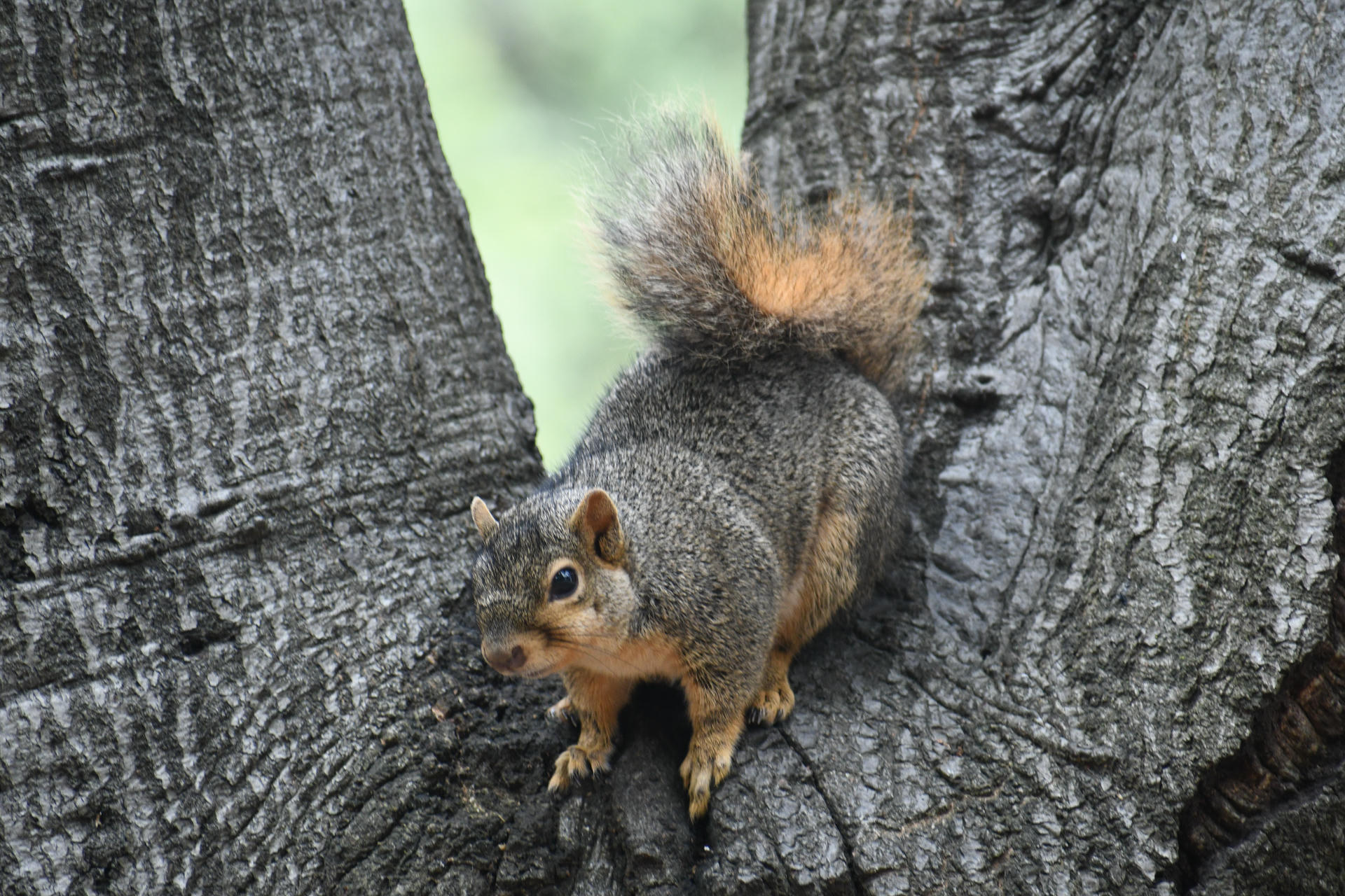 A fox squirrel with a bushy tail is perched on the trunk of a tree, looking alert and ready to move. Its reddish-brown fur contrasts with the rough, dark bark of the tree.