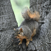 A fox squirrel with a bushy tail is perched on the trunk of a tree, looking alert and ready to move. Its reddish-brown fur contrasts with the rough, dark bark of the tree.