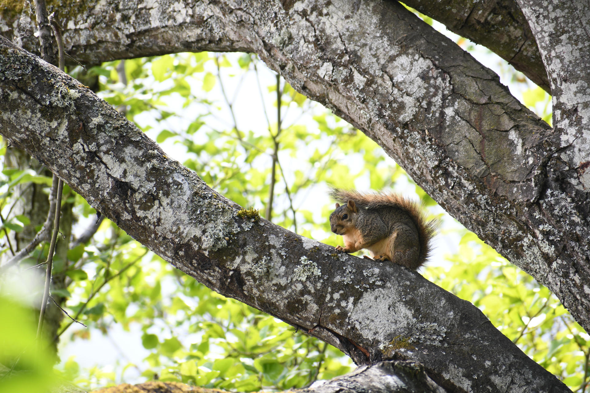A fox squirrel with a bushy tail sits on a tree branch, surrounded by textured bark and bright green leaves in the background. The sunlight highlights its reddish-brown fur and alert posture.