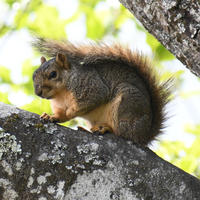 A fox squirrel with a bushy tail sits on a tree branch, surrounded by textured bark and bright green leaves in the background. The sunlight highlights its reddish-brown fur and alert posture.