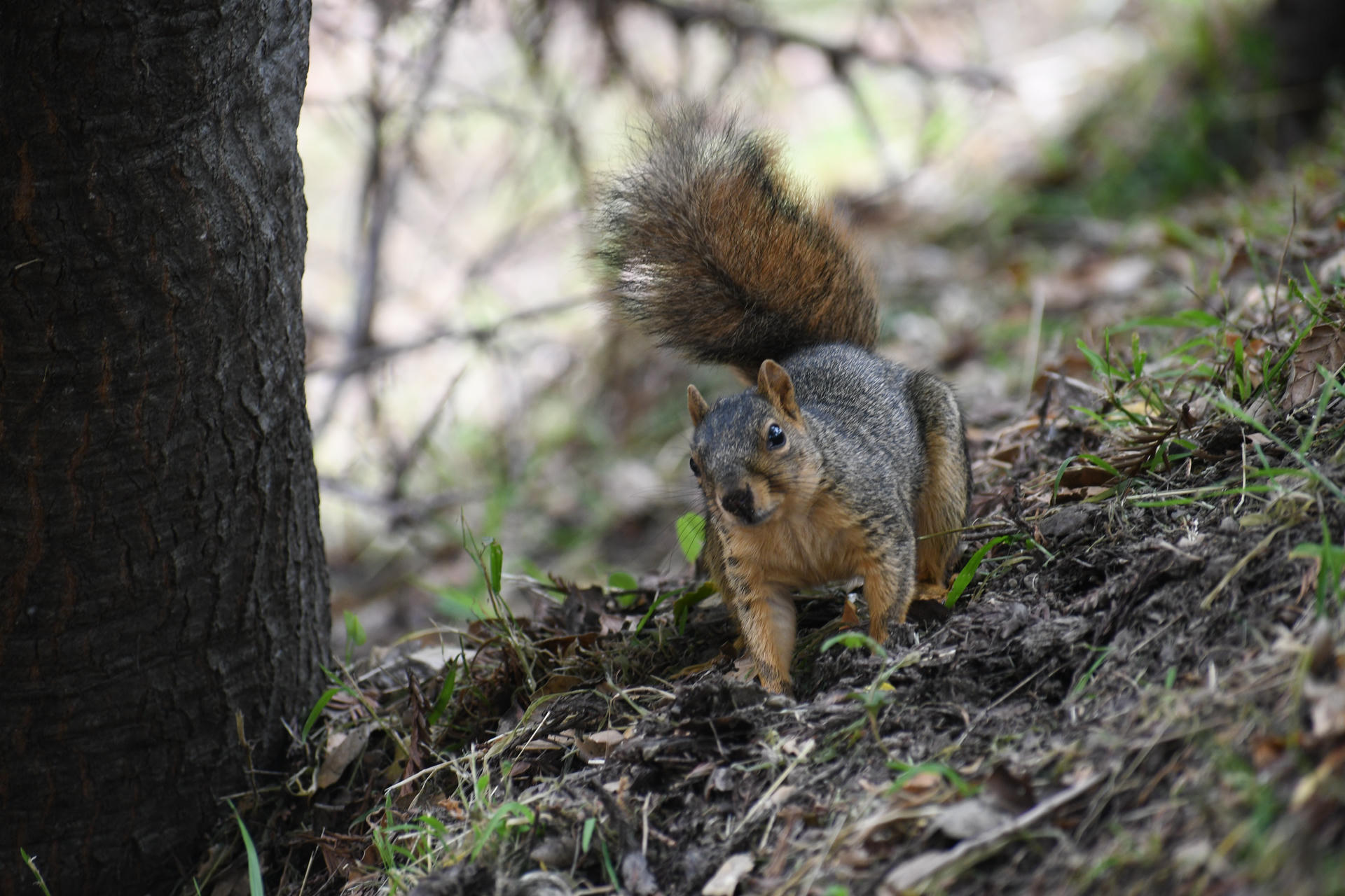 A fox squirrel stands alert on the ground among leaves and grass, its bushy tail raised high and its fur showing a mix of gray and rusty orange tones. The background is softly blurred, drawing attention to the squirrel’s curious expression.