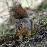 A fox squirrel stands alert on the ground among leaves and grass, its bushy tail raised high and its fur showing a mix of gray and rusty orange tones. The background is softly blurred, drawing attention to the squirrel’s curious expression.