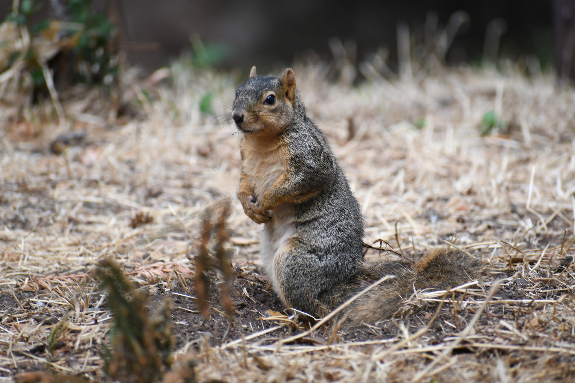 A fox squirrel stands upright on the ground, its bushy tail curled behind and its reddish-brown fur contrasting with the lighter underbelly. The background is a natural, earthy setting with scattered leaves and twigs.