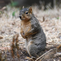A fox squirrel stands upright on the ground, its bushy tail curled behind and its reddish-brown fur contrasting with the lighter underbelly. The background is a natural, earthy setting with scattered leaves and twigs.