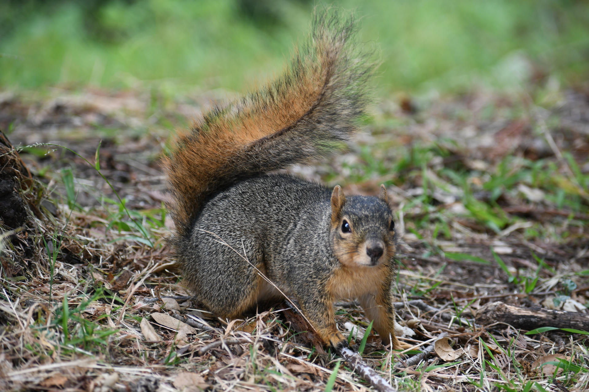 A fox squirrel with a bushy tail stands alert on the ground, surrounded by grass and scattered leaves. Its reddish-brown fur contrasts with the green and brown background.
