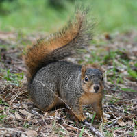 A fox squirrel with a bushy tail stands alert on the ground, surrounded by grass and scattered leaves. Its reddish-brown fur contrasts with the green and brown background.
