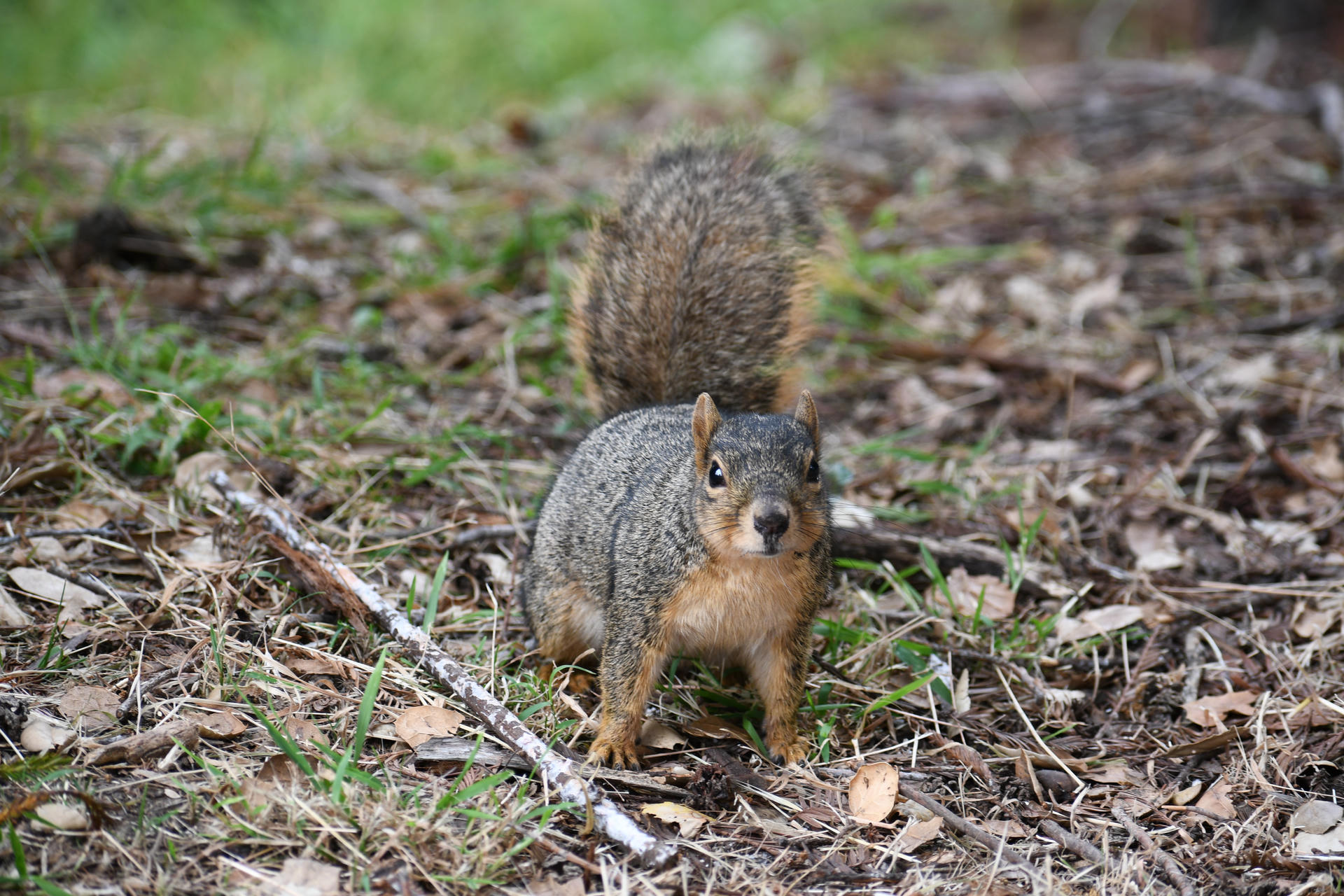 A fox squirrel stands alert on the forest floor, surrounded by leaves and twigs, with its bushy tail raised behind it. Its fur is a mix of gray and reddish-brown, and it appears to be looking directly at the camera.